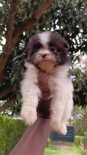 1-3 months Male Purebred Havanese