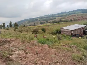 Rwacumari Plots