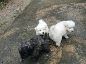 1-3 months Male Purebred Japanese Spitz