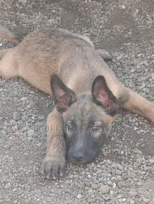 3-6 months Male Purebred Belgian Malinois