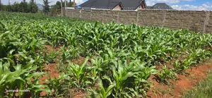 1⁄4 Plot for Sale in Chepkanga Eldoret Mutei Drive