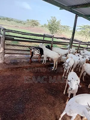 20 Pieces of Goats for Sale