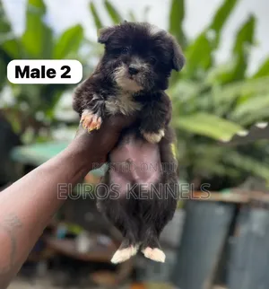 1-3 months Male Purebred Havanese