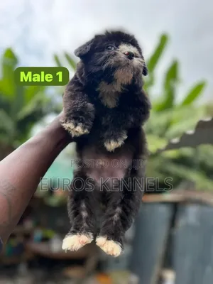1-3 months Male Purebred Havanese