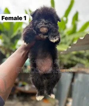 1-3 months Female Purebred Havanese
