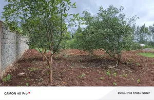 Half Acre Land For Sale At Kenol