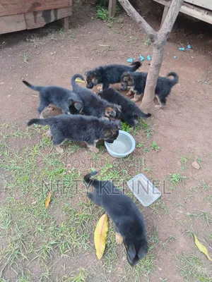 1-3 months Female Purebred German Shepherd
