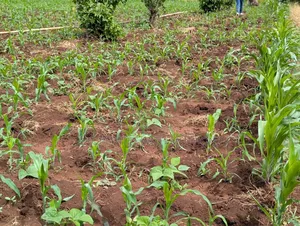 3/4 Acre Land for Sale in Ndaba, Kirinyaga County.