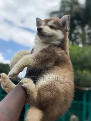 1-3 months Male Purebred Siberian Husky