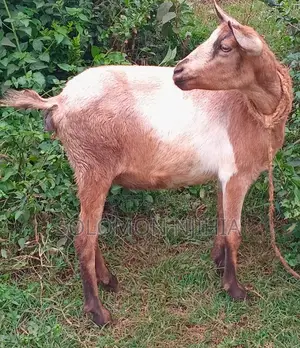 Dairy Goat for Milk Production
