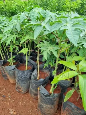 Dwarf Pawpaw Seedlings