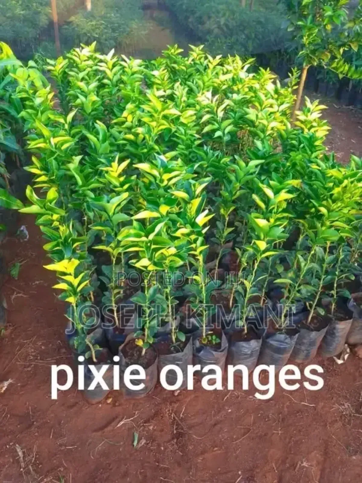 Pixies Oranges Seedlings
