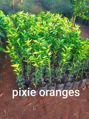 Pixies Oranges Seedlings
