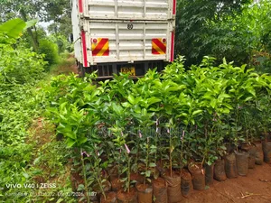 Pixies Oranges Seedlings