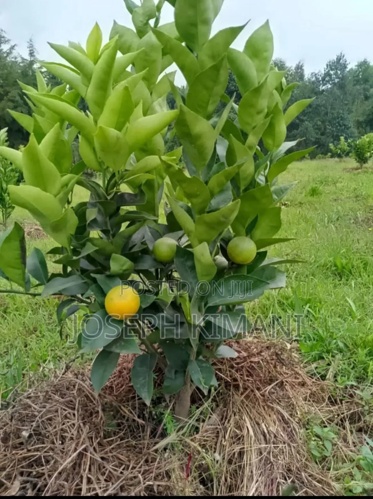 Pixies Oranges Seedlings