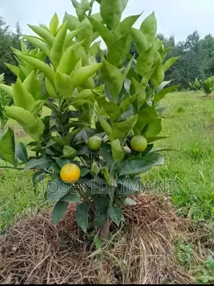 Pixies Oranges Seedlings