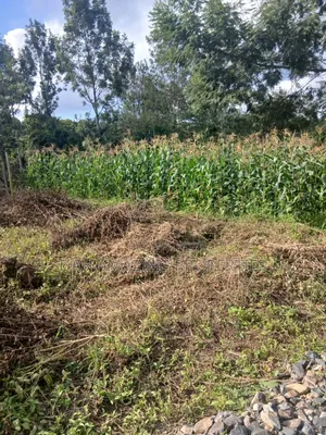 1/4 Acre Plot in Kerarapon Drive for Sale Subdivided Into 50 by 100