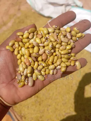Clean, Well-Dried Yellow Beans (Direct From Farm)