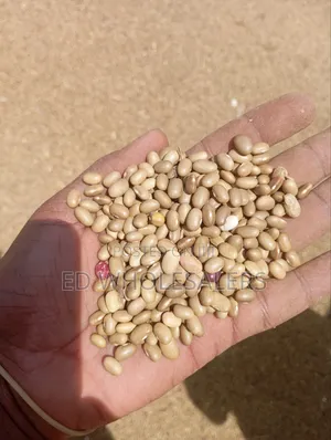High Quality Khaki Beans / Piriton Beans on Sale