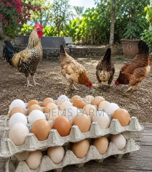 Fertilised Improved Kienyeji X Orpington/Australops Egg