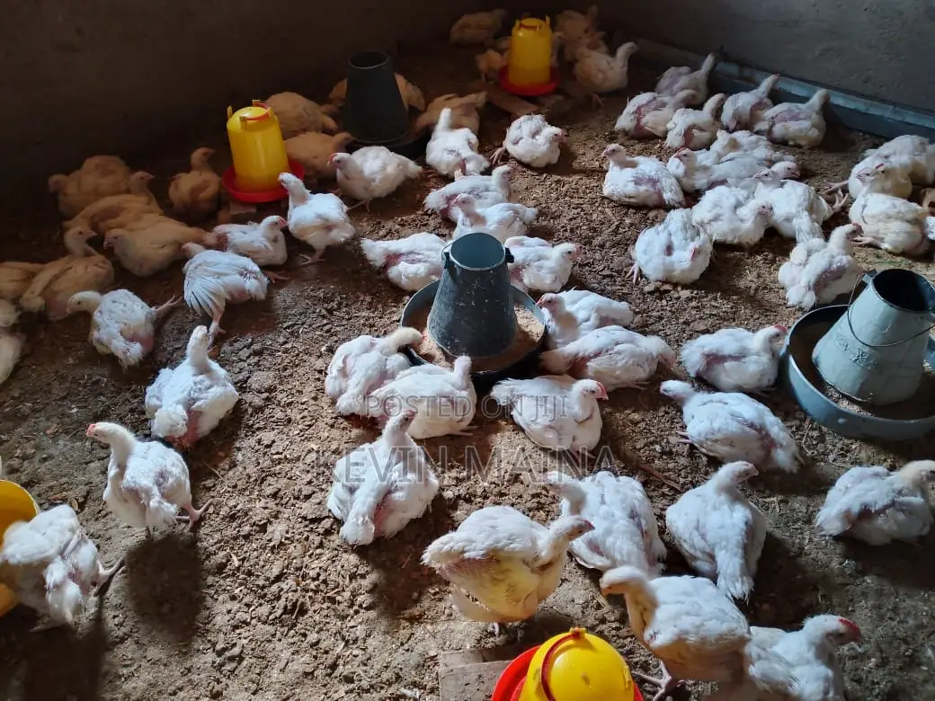 Broiler Chicken