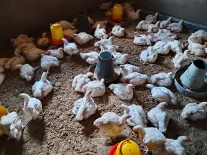 Broiler Chicken