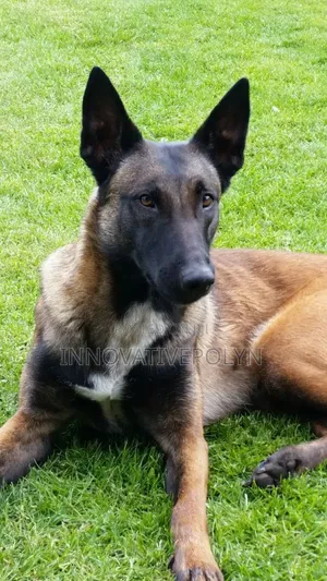 1+ year Male Purebred Belgian Malinois