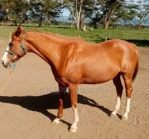 Horse for Sale