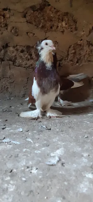 Hungarian Pigeon