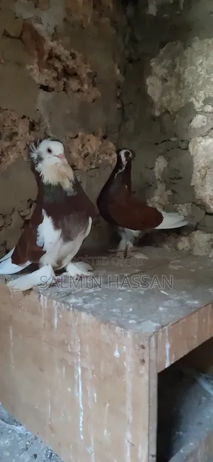 Hungarian Pigeon