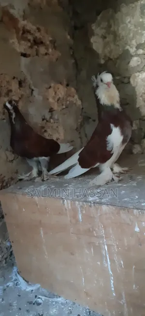 Hungarian Pigeon