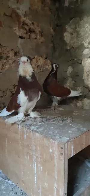 Hungarian Pigeon