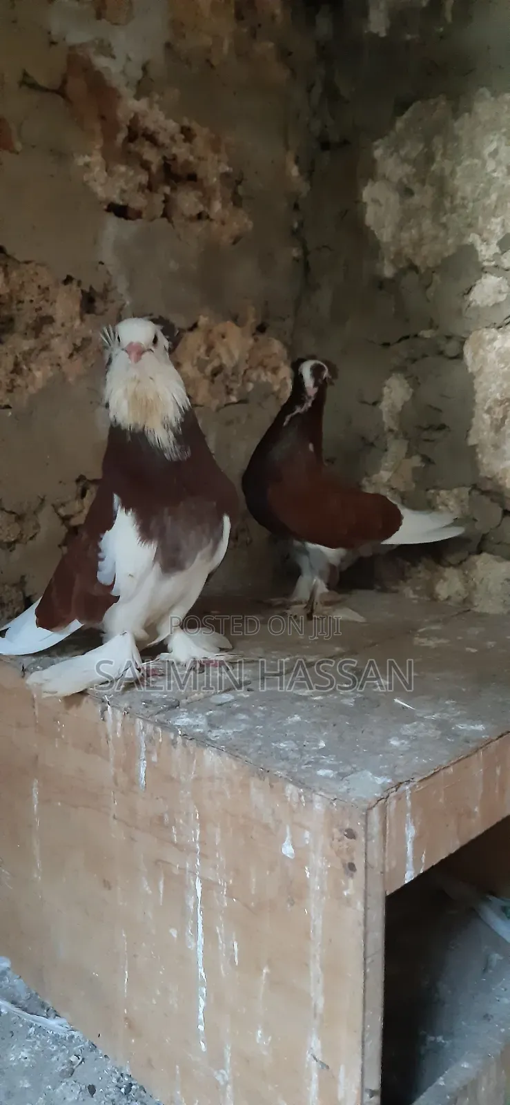 Hungarian Pigeon