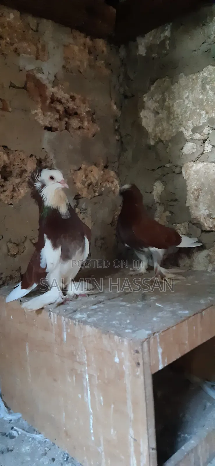 Hungarian Pigeon