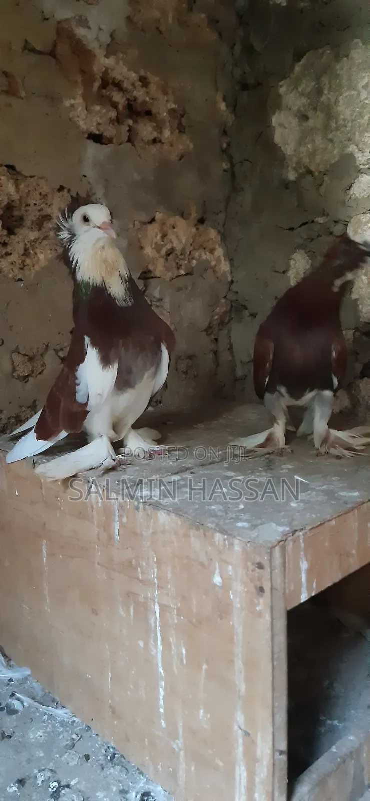 Hungarian Pigeon