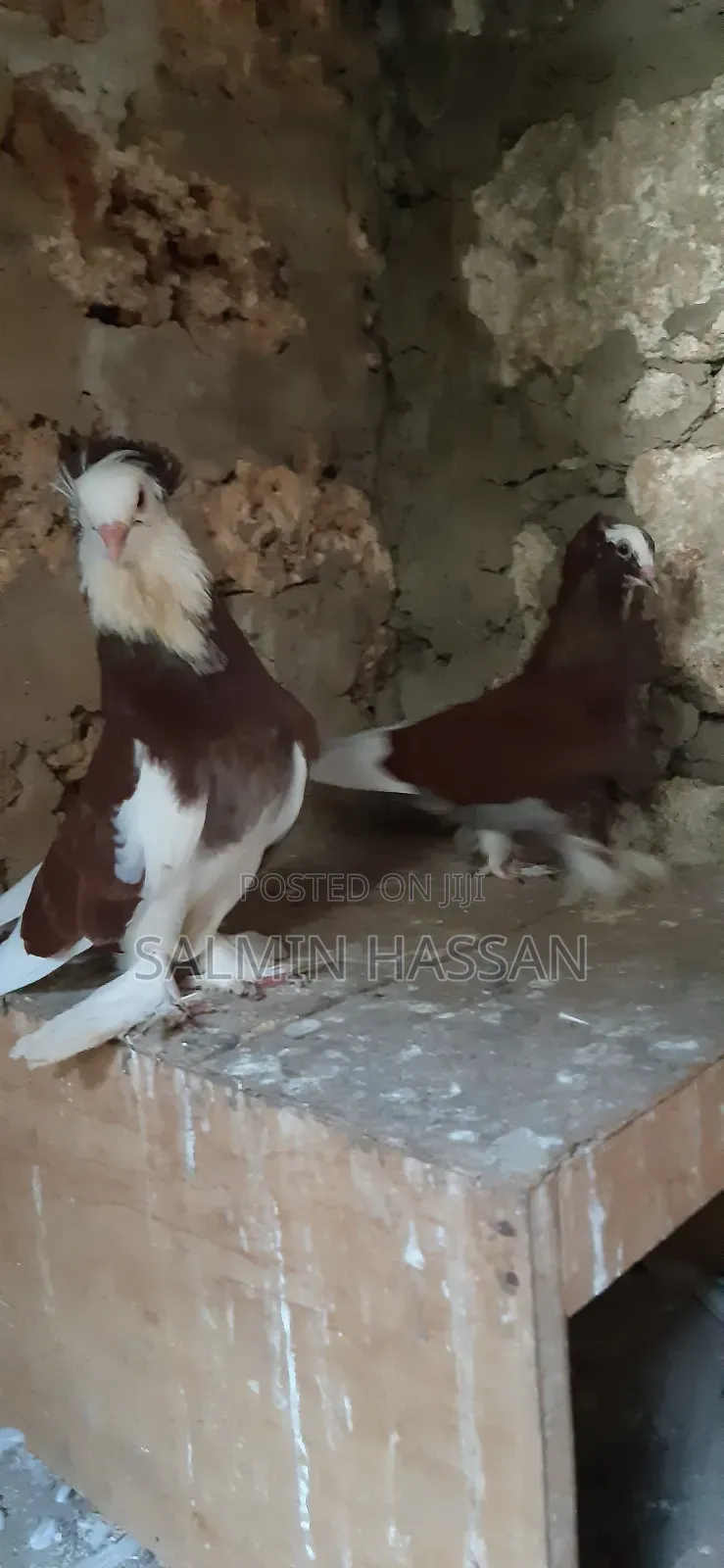 Hungarian Pigeon