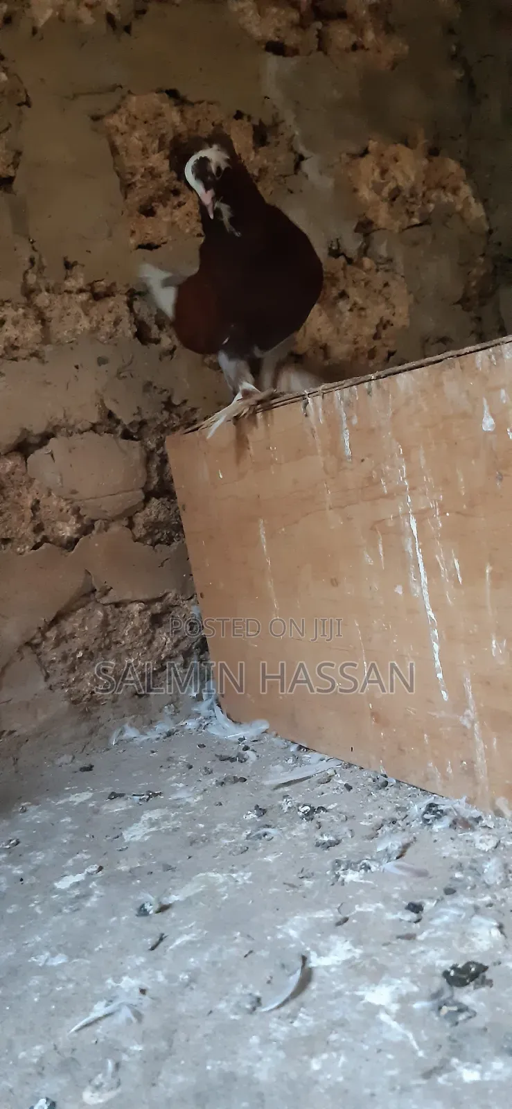Hungarian Pigeon