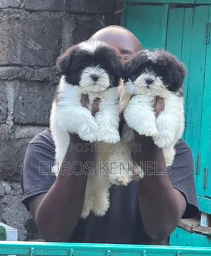 1-3 months Female Purebred Havanese