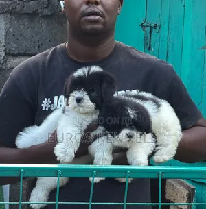 1-3 months Female Purebred Havanese