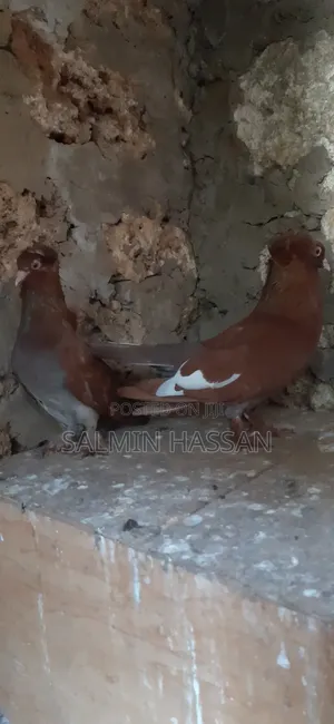 Hungarian Pair
