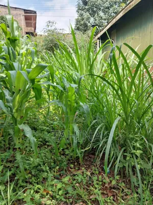 50by100 at Ruaka Ndenderu