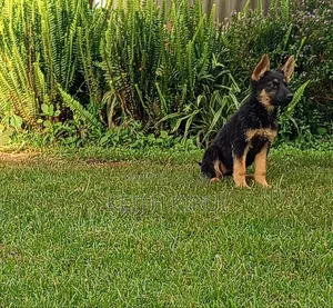 1-3 months Male Purebred German Shepherd