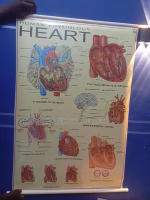 Heart Training Chart-Human Physiology