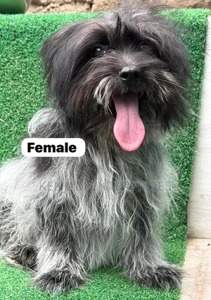 1-3 months Female Purebred Havanese