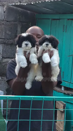 1-3 months Male Purebred Havanese