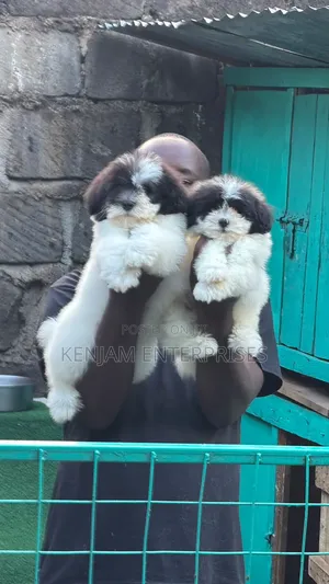 1-3 months Female Purebred Havanese