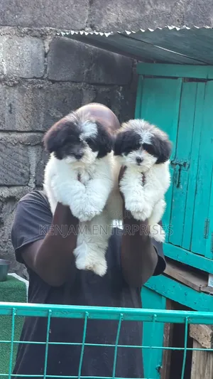 1-3 months Male Purebred Havanese