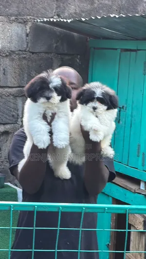 1-3 months Female Purebred Havanese