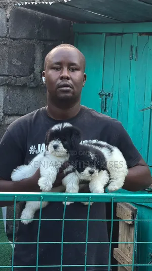 1-3 months Male Purebred Havanese