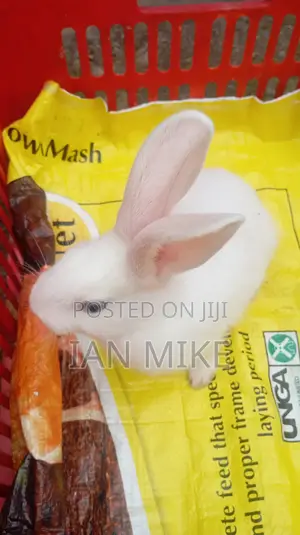 2 Months Old Female Rabbit for Sale at Acacia, Nakuru